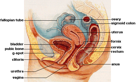Components of the internal vaginal anatomy and their functions-vagina, G-spot, cervix uterus, etc