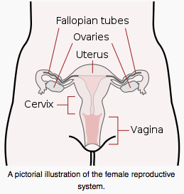 vaginal bleeding, menstruation, irregular menses, vaginal health