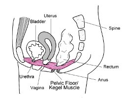 Vagina exercise to strengthen the pelvic floor muscles for better sexual sensation and vagina contractions