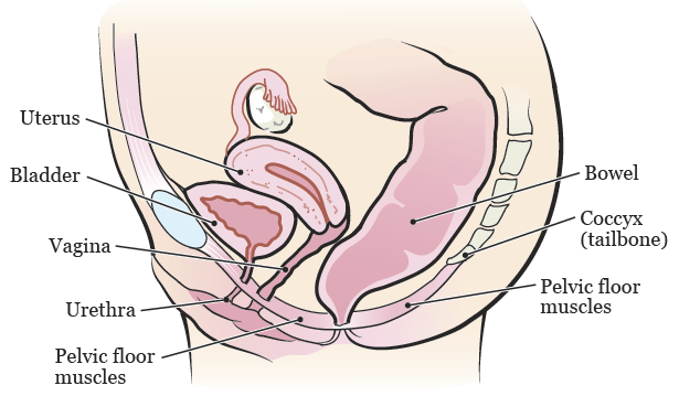 How to do vaginal exercises correctly. Refer to diagram showing the pelvic floor muscles to locate the right muscles to exercise.