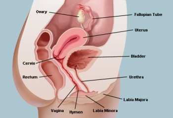 Diagram of the vaginal area. External and inside the vaginal anatomy